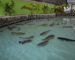 Tanques tem seis esp&eacute;cies de peixes