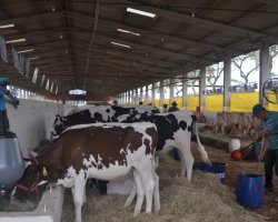 Cerca de 1.000 animais estar&atilde;o na expo-feira