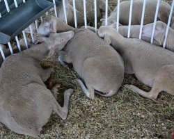 Ovinos e caprinos de v&aacute;rias ra&ccedil;as est&atilde;o expostos