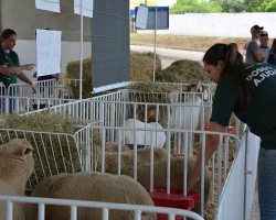 Mostra de ovinocultura &eacute; atra&ccedil;&atilde;o na Efapi