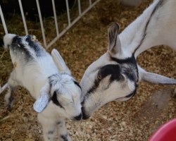 F&ecirc;mea da ra&ccedil;a Alpina Americana nasceu na feira