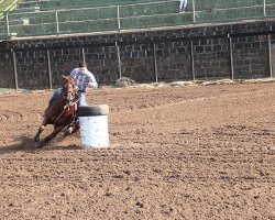 O cavalo Quarto de Milha &eacute; considerado o mais vers&aacute;til do mundo