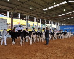 Renomado jurado oficial da ra&ccedil;a Holandesa, Fl&aacute;vio Junqueira, avaliou as caracter&iacute;sticas dos bovinos