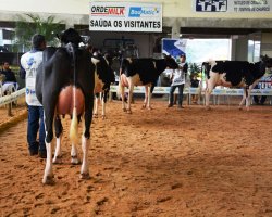 Vacas em lacta&ccedil;&atilde;o de v&aacute;rias regi&otilde;es do Estado participaram do julgamento