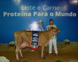 A Reservada Campe&atilde; Jovem da ra&ccedil;a Jersey foi a campe&atilde; do torneio leiteiro