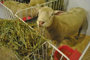 Ovinocultura ser&aacute; destaque na EFAPI 2017