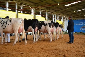 Chapec&oacute; tem as melhores vacas Holandesas em lacta&ccedil;&atilde;o do Estado