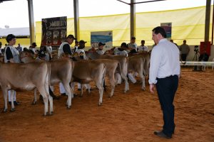 Chapec&oacute; recebe segundo maior evento da ra&ccedil;a Jersey do Estado