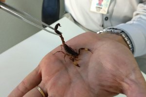 Sa&uacute;de alerta para cuidados com escorpi&otilde;es 