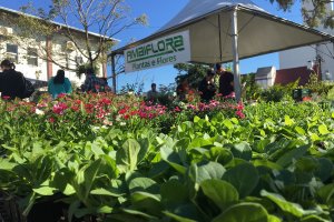 Feira de Mudas Frut&iacute;feras comemora  bons resultados 