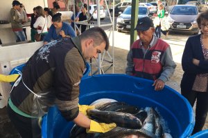 Produtores se preparam para a Feira do Peixe Vivo