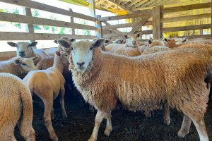 Chapec&oacute; lan&ccedil;a programa de apoio &agrave; ovinocaprinocultura