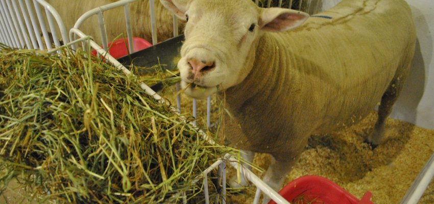 Ovinocultura ser&aacute; destaque na EFAPI 2017