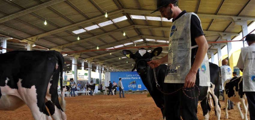 Definidas as f&ecirc;meas jovens campe&atilde;s da ra&ccedil;a Holandesa