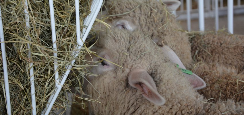 Exposi&ccedil;&atilde;o de ovinos re&uacute;ne os melhores exemplares de corte e leite na Efapi