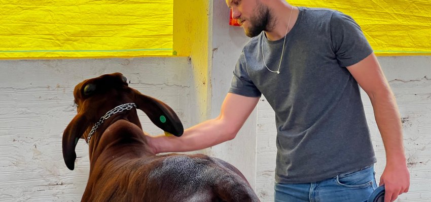 Ra&ccedil;a Sindi, do Paquist&atilde;o, &eacute; uma das novidades nos pavilh&otilde;es dos bovinos
