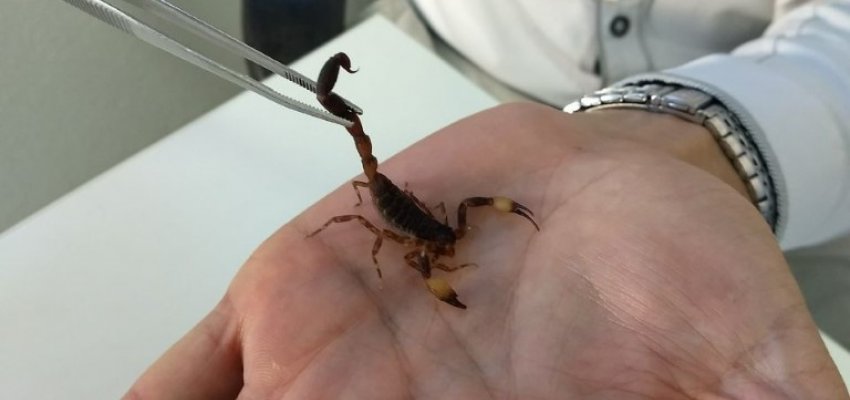 Sa&uacute;de alerta para cuidados com escorpi&otilde;es 