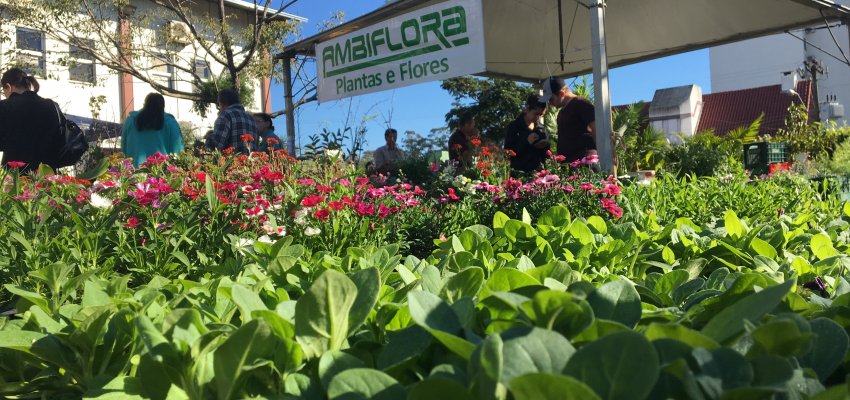 Feira de Mudas Frut&iacute;feras comemora  bons resultados 