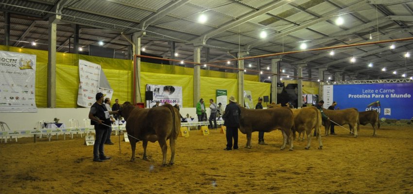 Escolhidos os campe&otilde;es da ra&ccedil;a Limousin na EFAPI 2017