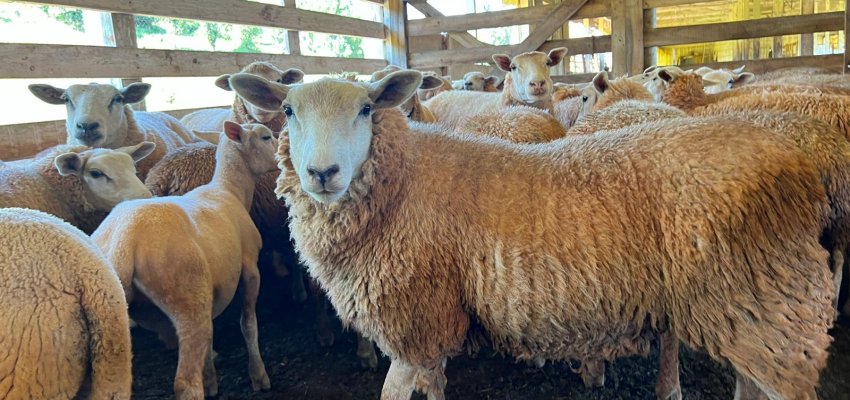 Chapec&oacute; lan&ccedil;a programa de apoio &agrave; ovinocaprinocultura