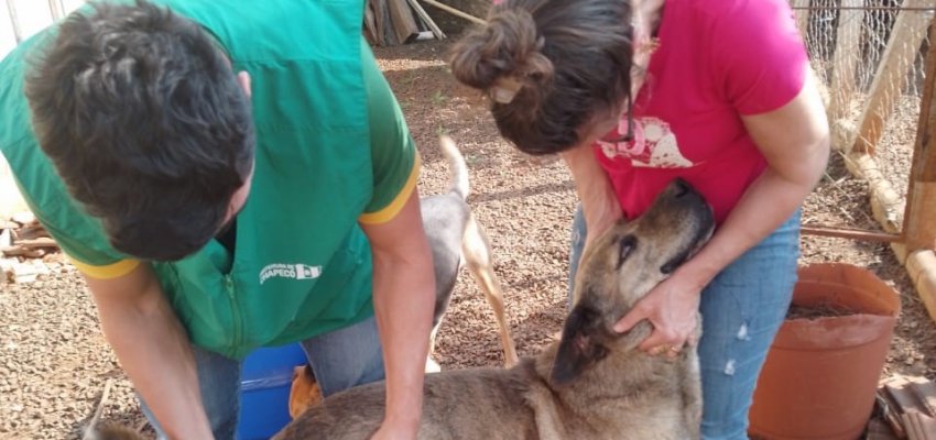 NAPA realiza mutir&atilde;o de vacina&ccedil;&atilde;o em c&atilde;es e gatos de comunidades chapecoense