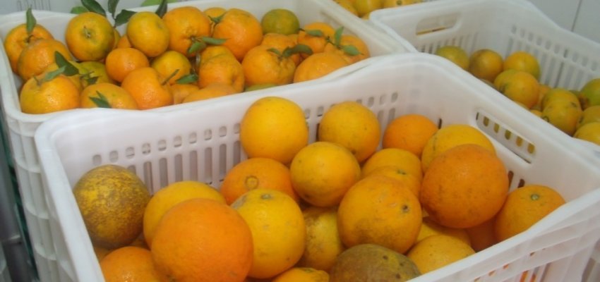 Prefeitura de Chapec&oacute; cadastra produtores no PAA